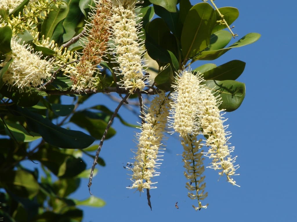 Macadamia blossoms on the branch