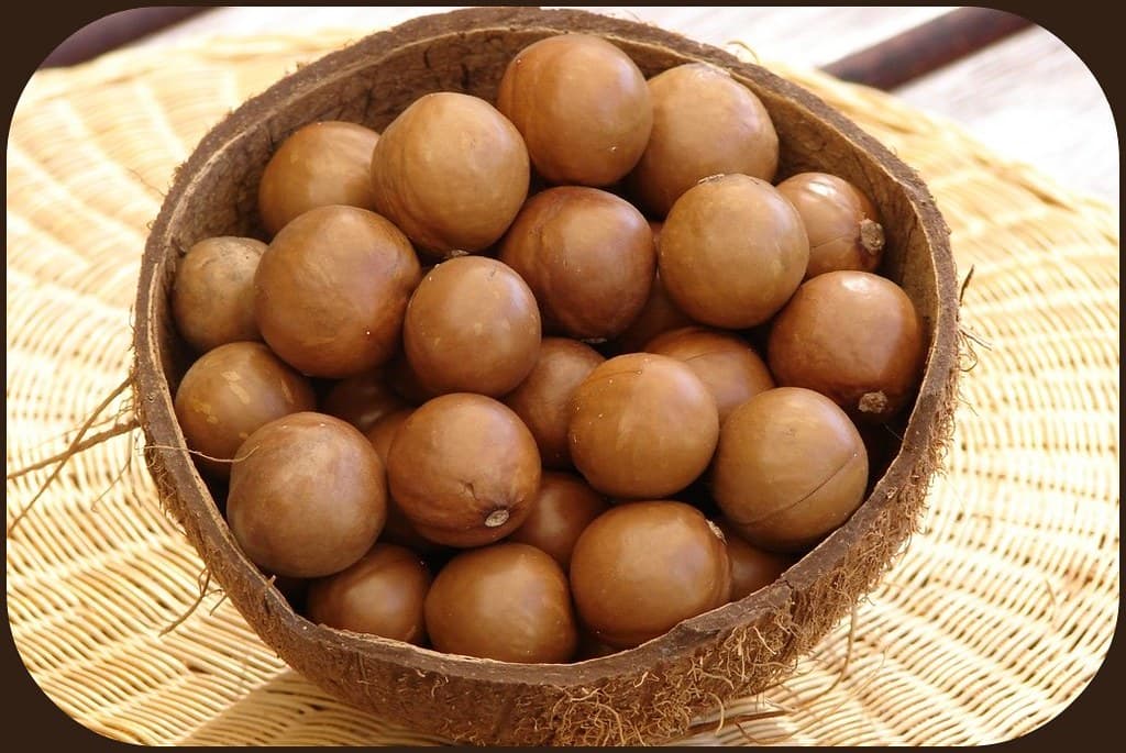 Bowl of fresh macadamia kernels