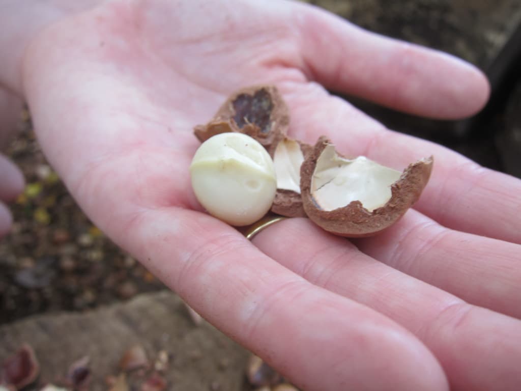 A hand holding a cracked macadamia revealing the kernel
