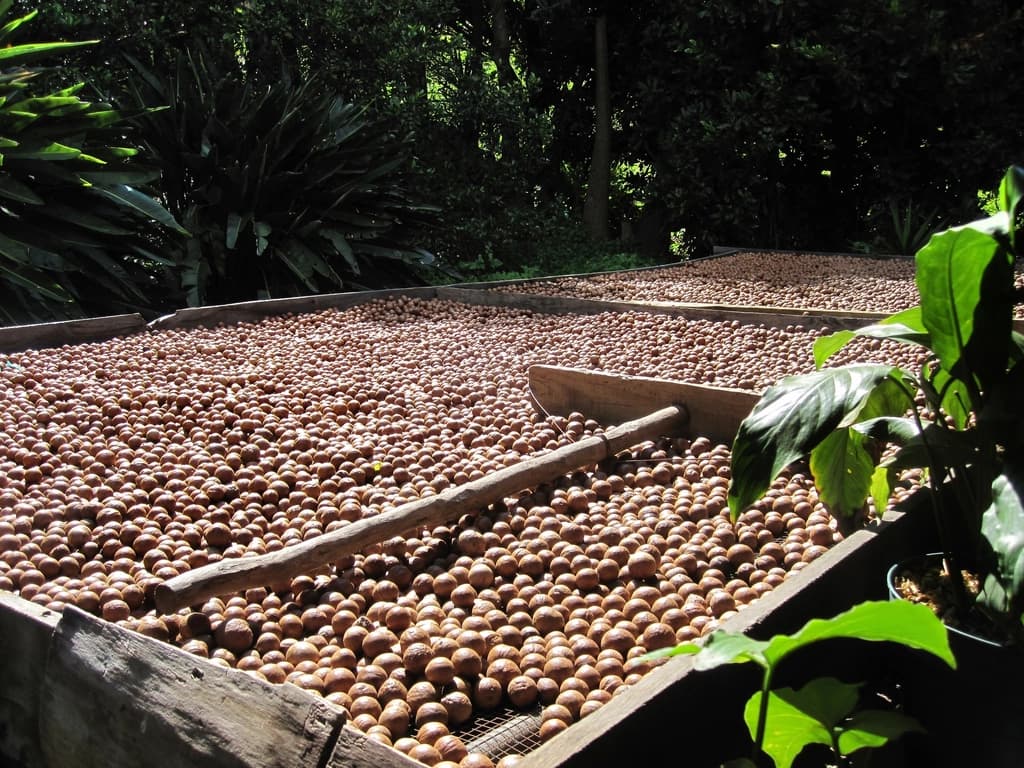 Macadamia nuts drying, husks returned to the orchard