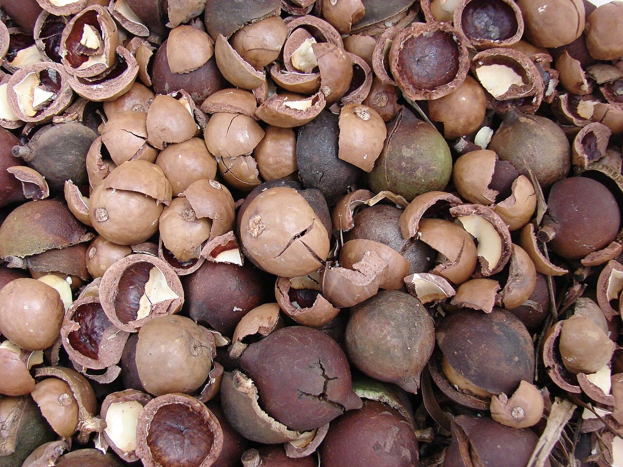 In-Shell Macadamias