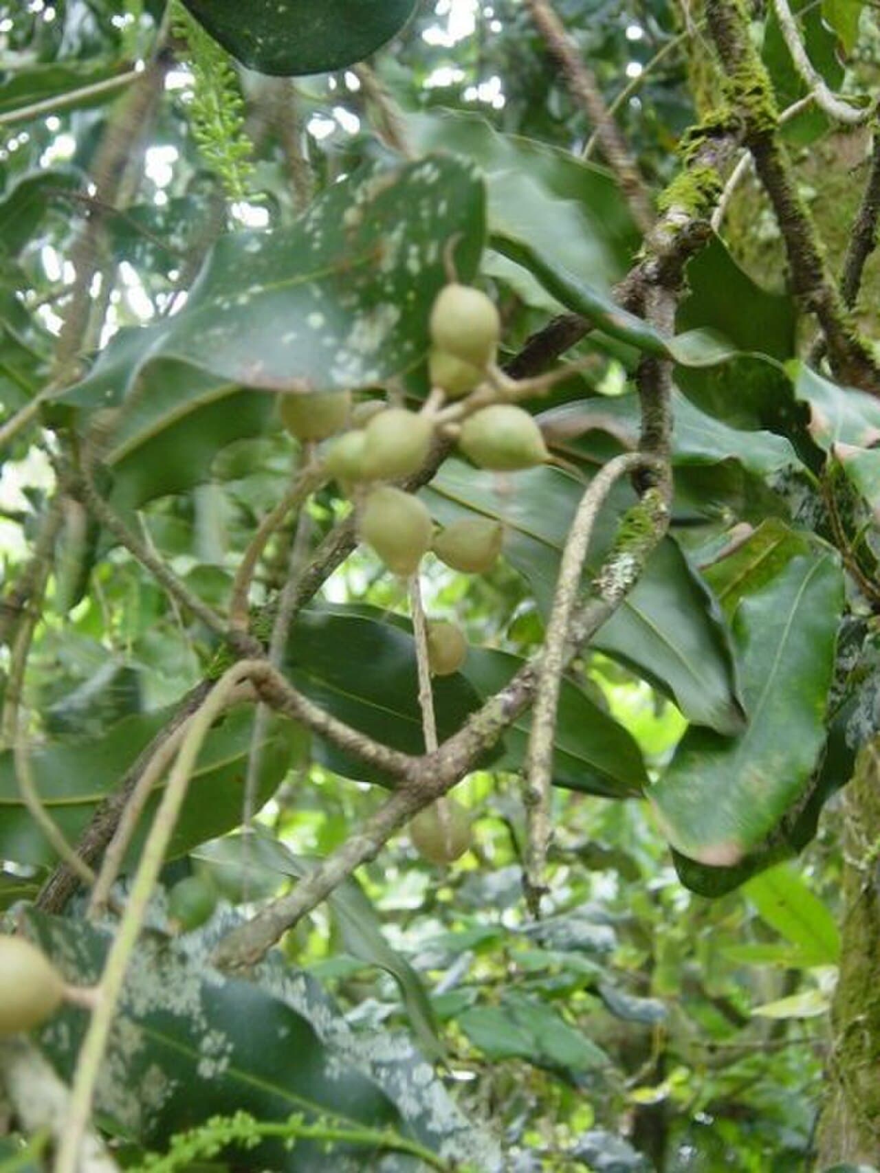 Close-up of macadamia leaves and nuts
