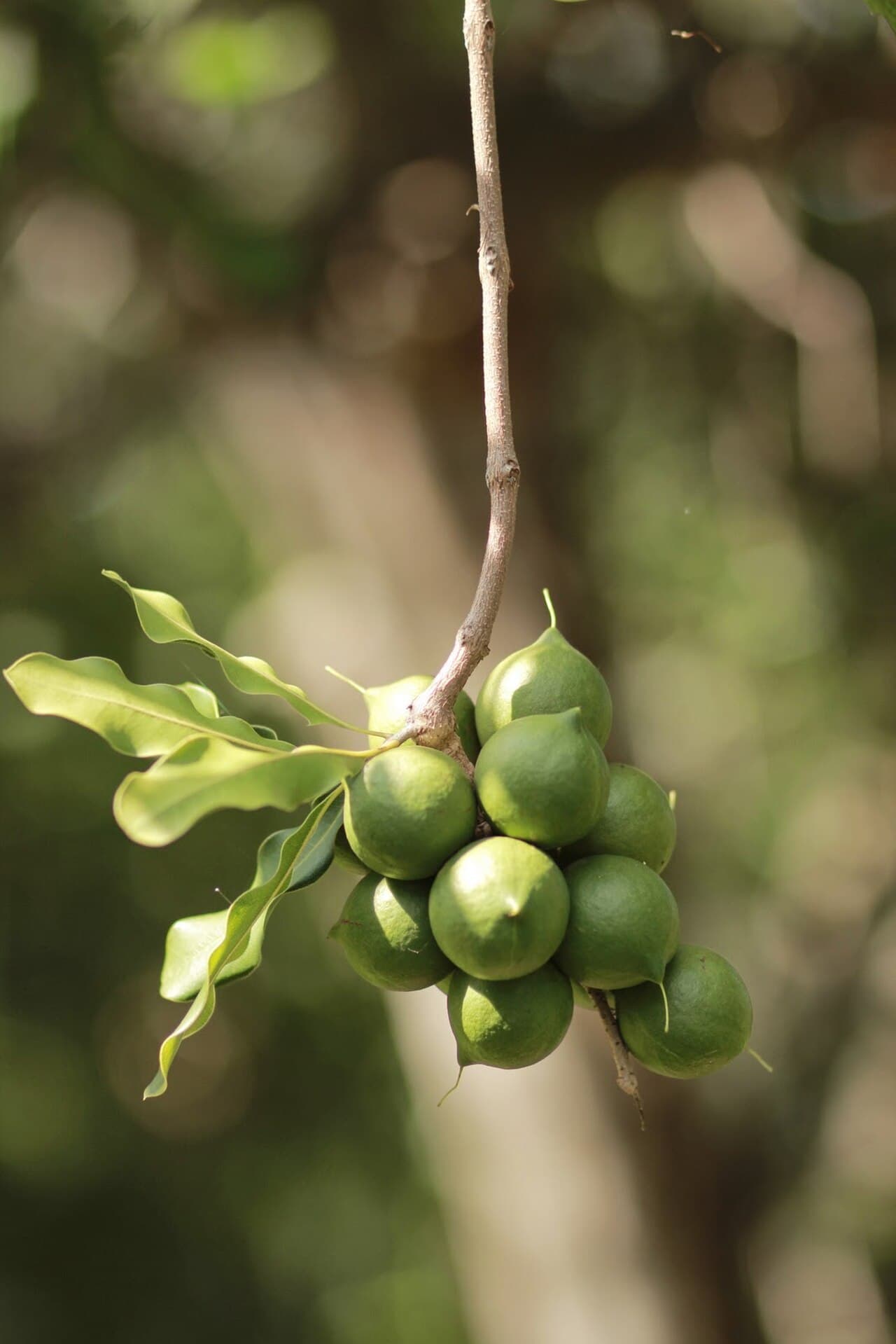 Macadamia nuts on the branch