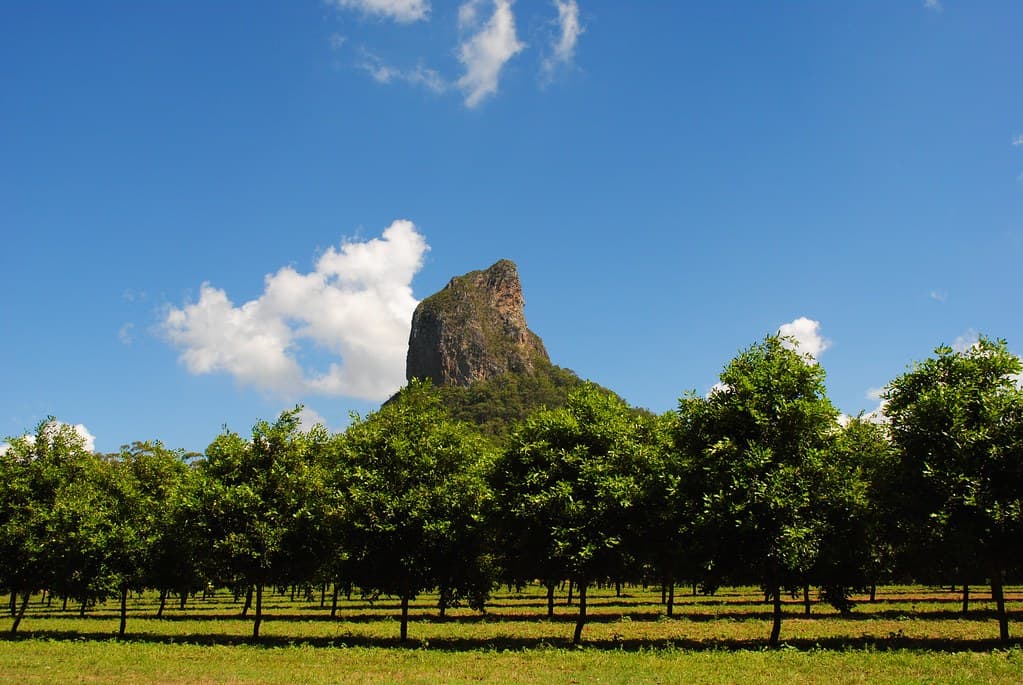 Macadamia orchard rows beneath a mountain peak in the heartland