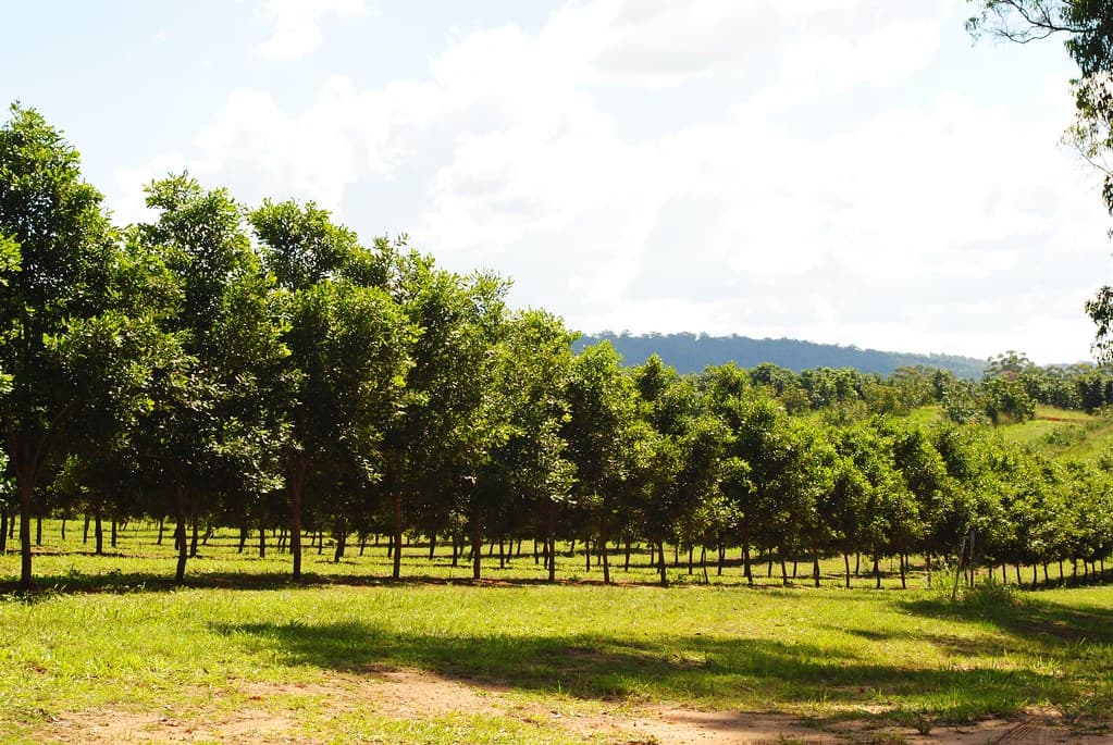 Rows of macadamia trees