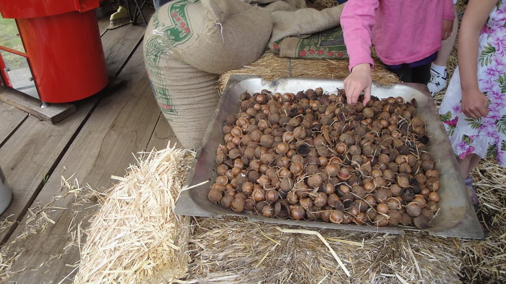 Freshly harvested macadamias being sorted